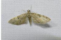 Eupithecia abbreviata