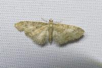 Eupithecia abbreviata