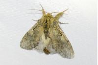 Peridea anceps