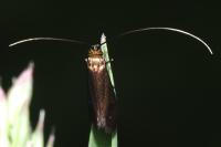 Cauchas rufimitrella