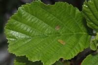 Coleophora serratella