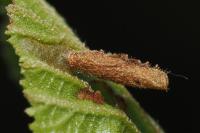 Coleophora serratella