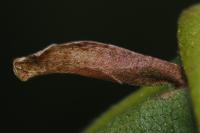 Coleophora alnifoliae