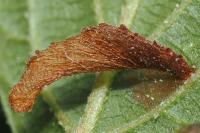 Coleophora alnifoliae