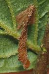 Coleophora alnifoliae