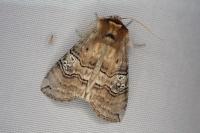 Tethea ocularis