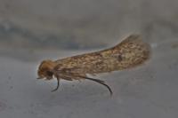Tinea