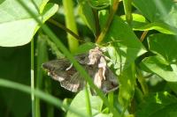 Macdunnoughia confusa