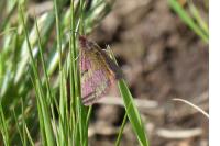 Lythria cruentaria