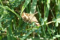Ematurga atomaria