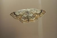 Cyclophora annularia