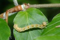 Erannis defoliaria