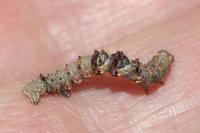 Phigalia pilosaria