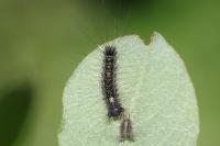Lymantria dispar