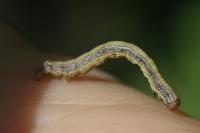 Phigaliohybernia