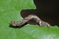 Ectropis crepuscularia