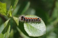 Sphrageidus similis