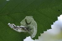 Eriocrania semipurpurella