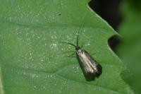 Adela reaumurella