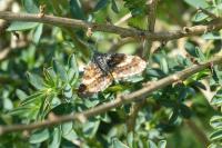 Isturgia famula