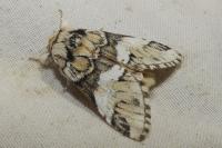 Drymonia dodonaea