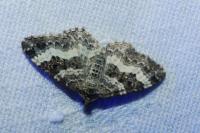 Epirrhoe alternata
