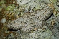Hypomecis punctinalis