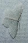 Jodis lactearia