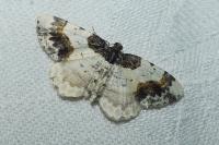 Ligdia adustata