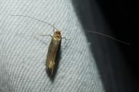 Nemapogon
