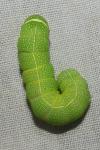 Orthosia cerasi