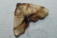 Plagodis dolabraria