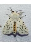Spilosoma lubricipeda
