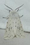 Spilosoma lubricipeda