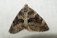 Thera britannica/obeliscata/variata