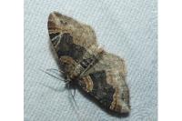 Xanthorhoe ferrugata