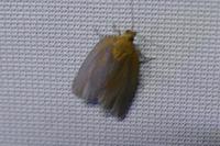 Clepsis consimilana