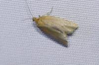 Clepsis consimilana