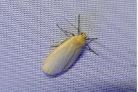 Wittia sororcula
