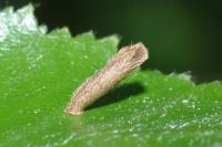 Coleophora serratella