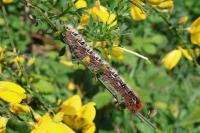 Lasiocampa quercus