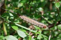 Lasiocampa quercus