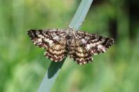Ematurga atomaria