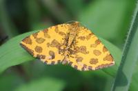 Pseudopanthera macularia