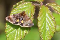 Panemeria tenebrata