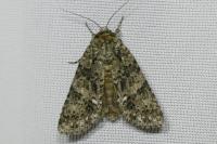 Acronicta rumicis