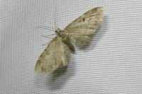Eupithecia