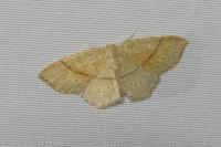 Cyclophora punctaria