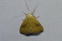 Rivula sericealis
