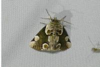 Thyatira batis